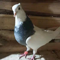 کبوتر. طوقی