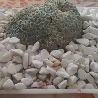 لوازم جانبی آکواریوم