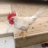 یک عدد خروس