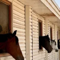 آموزش سوارکاری اسب سواری