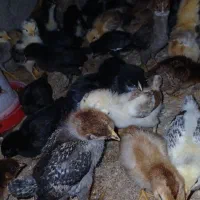 فروش جوجه محلی ماسال