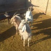 سه عدد بره ۱عدد بز ۱عدد نربز ۱عدد بزغاله نر|حیوانات مزرعه|جوادآباد, |دیوار