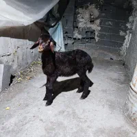 بره علف خور قلمدار و شیر مست افشاری اصل نژاد