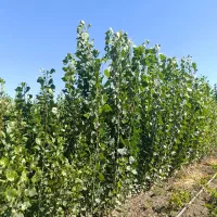 خارجی وایـرانی انواع نهالها|خدمات باغبانی و درختکاری|دهدشت, |دیوار