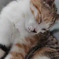 واگذاری گربه بازیگوش و رام شده خانگی|گربه|بوکان, |دیوار