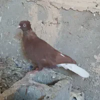 پرنده|پرنده|گتوند, |دیوار