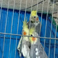 عروس هلندی قناری نر|پرنده|قم, شهرک فاطمیه|دیوار