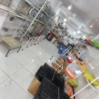 طوطی کده نوظهور ، اردبیل|پرنده|اردبیل, |دیوار