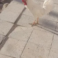 خروس|حیوانات مزرعه|طاغنکوه, |دیوار