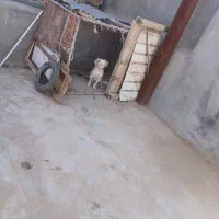 سگ پاپت|سگ|جعفرآباد, |دیوار