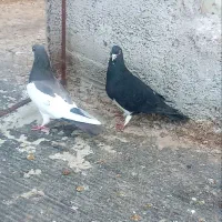 کبوتر خال|پرنده|کازرون, |دیوار