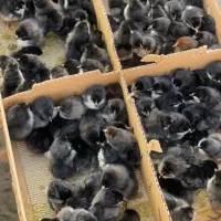 جوجه بلک استار ۴ روزه