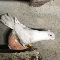 کفتر پرشی موشی سینه سیاه