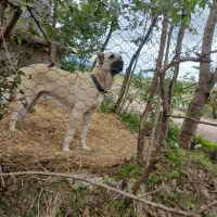 ماده سرابی ۱۱ ماهه اصیل همه چی عالی نگهبان|سگ|رشت, توشیبا|دیوار