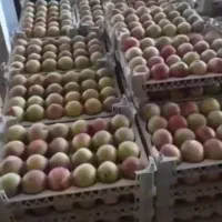 ۴۰هکتارزمین وباغ میوه|فروش دفتر صنعتی، کشاورزی، تجاری|اسفرورین, |دیوار