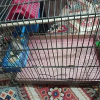 یک جفت فنچ به همراه تمام وسایل ها|پرنده|بهارستان, |دیوار