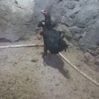4تا مرغ خروس
