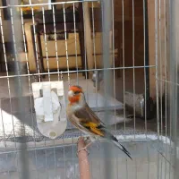 سهره قناری نر