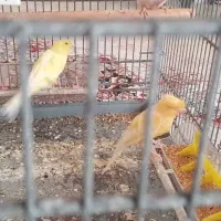 یک جفت قناری لیموی|پرنده|قشم, |دیوار