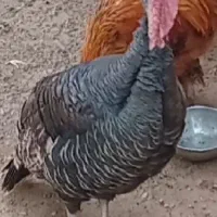 بوقلمون