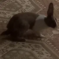 خرگوش ماده ۴ ماهه