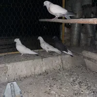 کبوتر پرشی و تزئینی