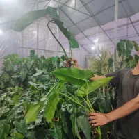فروش قلم انواع گیاهان رونده