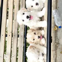 سگ کوچک پشمالو تربیت شده