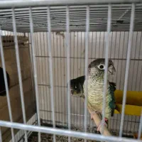 کاسکو پیدا کردم