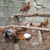 جوجه گلپایگان اصلاح نژادشده|حیوانات مزرعه|رشت, لاکان|دیوار