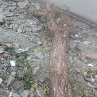 درخت|مصالح و تجهیزات ساختمان|پیرانشهر, |دیوار