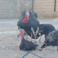 بوقلمون|حیوانات مزرعه|شیراز, احمدآباد|دیوار