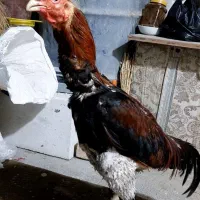 خروس لاری