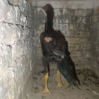 لاری|حیوانات مزرعه|خوی, |دیوار