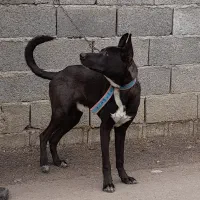 سگ‌گریت‌دین|سگ|رشت, لاکان|دیوار