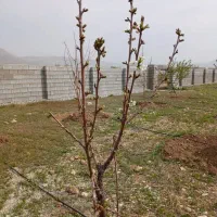 باغچه دشت ارژن|فروش زمین و ملک کلنگی|برازجان, |دیوار