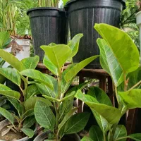 گل پالیز|گل و گیاه طبیعی|شیراز, رکنآباد|دیوار