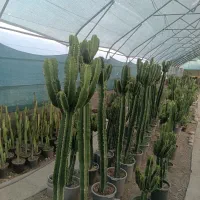 انواع گل های آپارتمانی|گل و گیاه طبیعی|مشهد, امیریه|دیوار