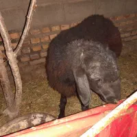 بره ماده