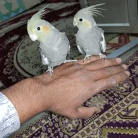 دوعدد عروس هلندی نر