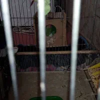 یک جفت کوتوله مولد|پرنده|خمینیشهر, |دیوار