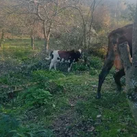 گاو چالوسی ب همراه گوساله|حیوانات مزرعه|سیاهکل, |دیوار