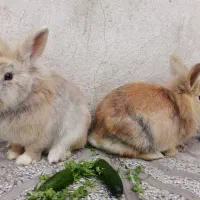 جفت خرگوش لپ بالغ