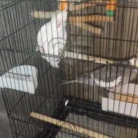 عروس هلندی مولد واقعی با جوجه سخنگو