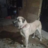 واگذاری سگ خراسانی اصیل افغان