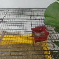 فنچ مولدبه شرط