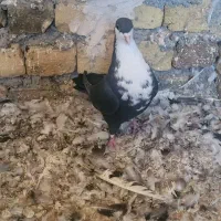 سار کرم و کرباتی ماده|پرنده|مشهد, آزادشهر|دیوار