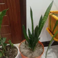 گل برا فروش