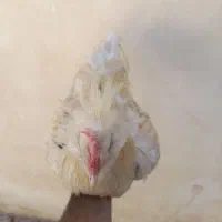 خروس گلین رنگی نسل کشی و قربانی