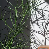 اِفوربیا تیروکالی